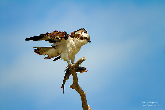 Osprey