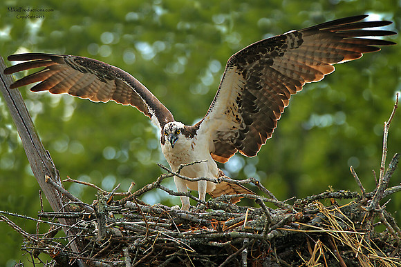 Osprey on Nest