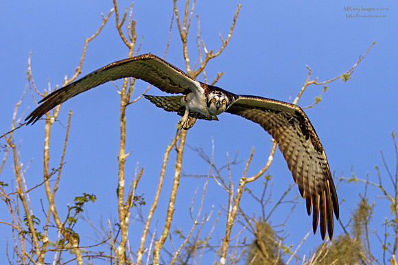 Osprey