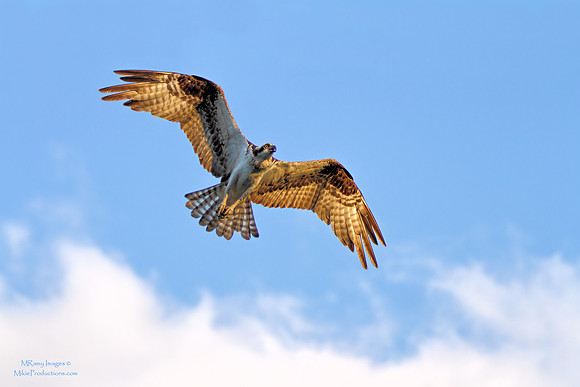 Osprey