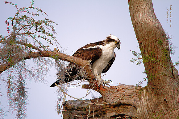 Osprey
