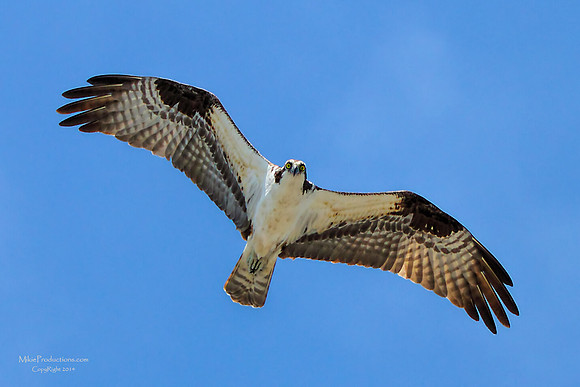 Osprey