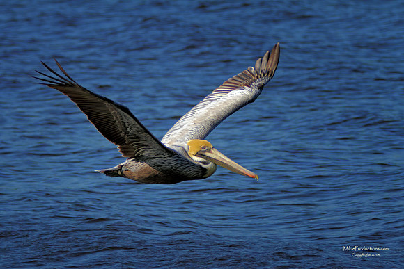 Brown Pelican