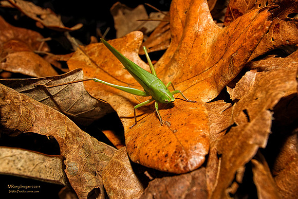 Grasshopper