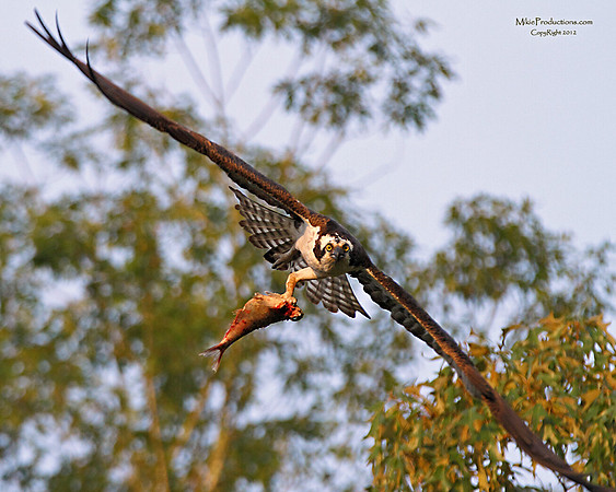 Osprey