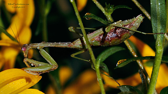 Praying Mantis