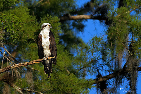 Osprey