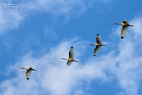 White Ibis