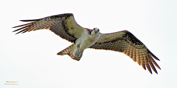 Osprey