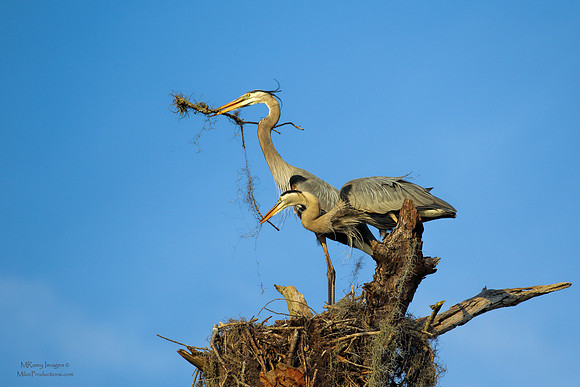 Great Blue Herons