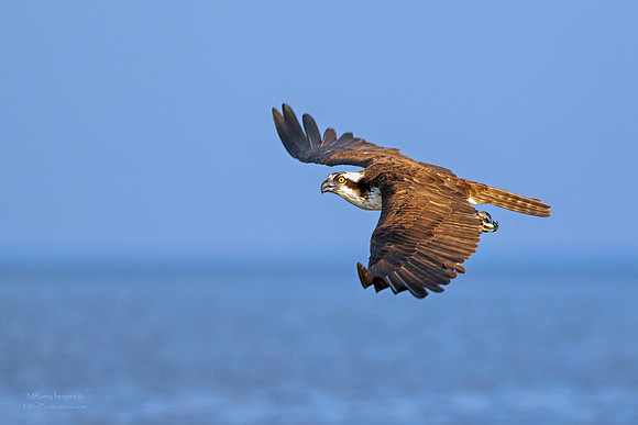 Osprey