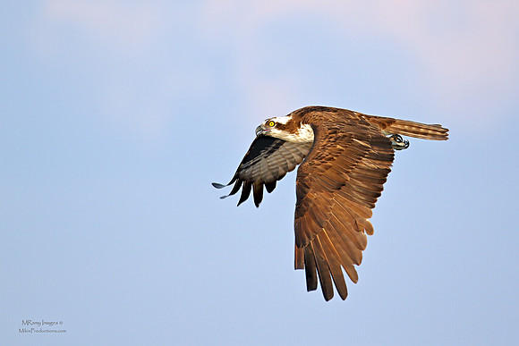 Osprey
