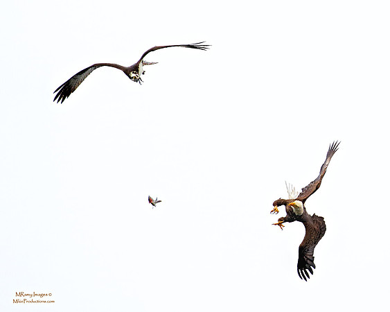 Eagle and Osprey
