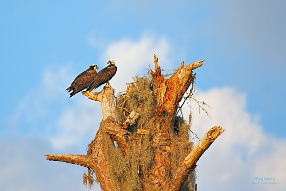 Osprey