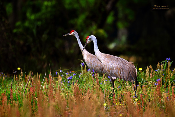 Sand Hill Cranes