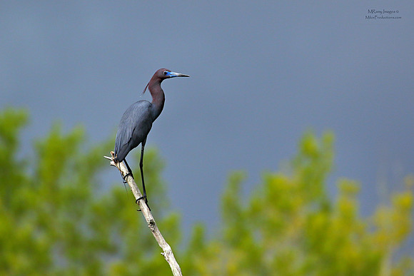 Little Blue Heron