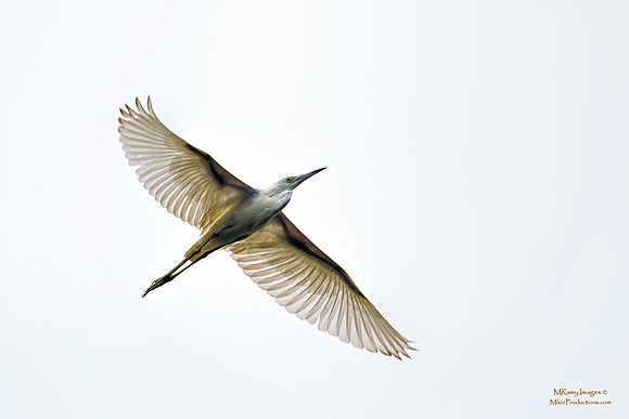Little Blue Heron