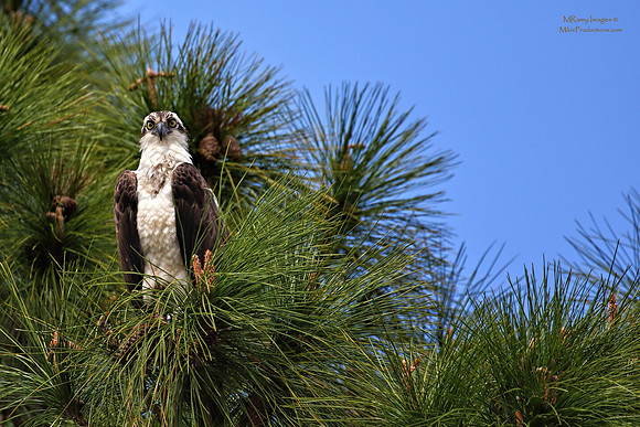 Osprey, St Johns River Florida, Ocala National Forest
