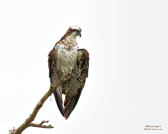 Osprey, St Johns River Florida, Ocala National Forest