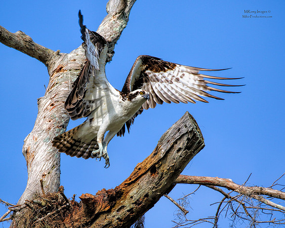 Osprey, St Johns River Florida, Ocala National Forest
