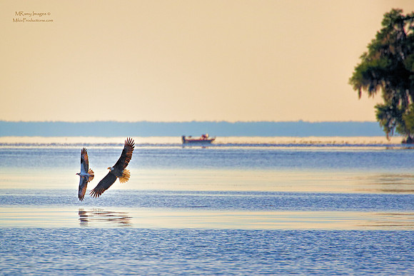 Eagle, Osprey