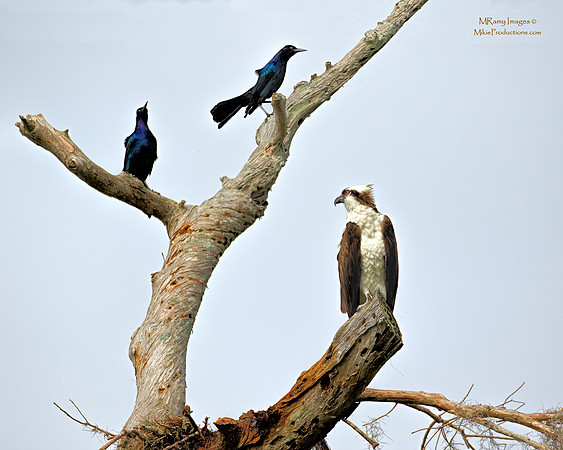 Osprey, Boat-Tailed Grackles, Osprey, St Johns River Florida, Ocala National Forest