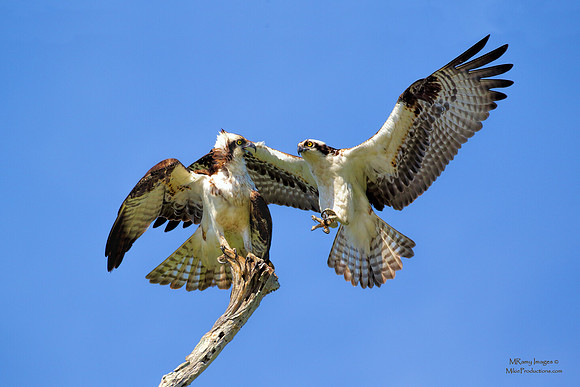 Osprey, St Johns River Florida, Ocala National Forest