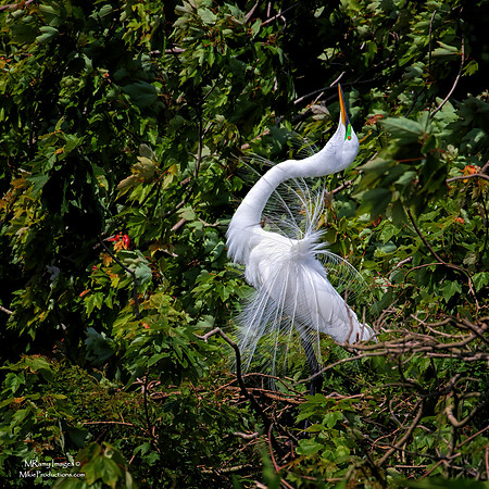 American Egret