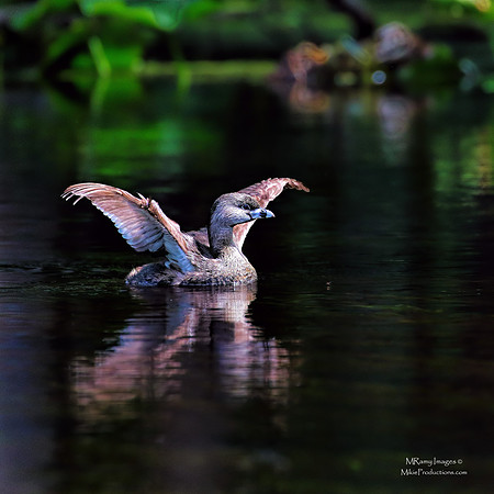 Pied Billed Grebe