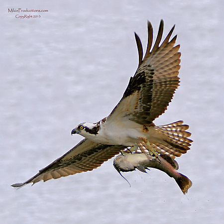 Osprey and Catfish
