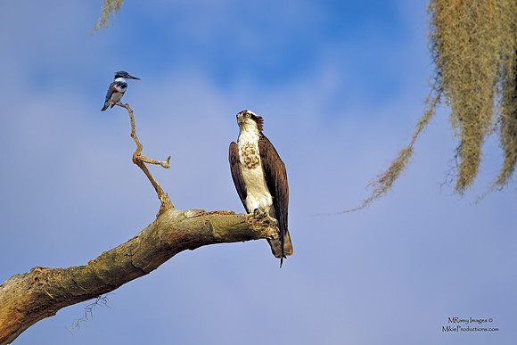 Osprey and Kingfisher, Osprey, St Johns River Florida, Ocala National Forest