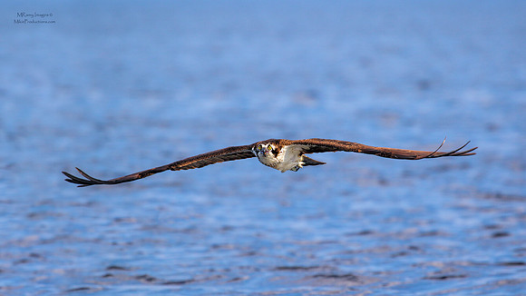Osprey, St Johns River Florida, Ocala National Forest