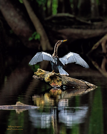 Anhinga