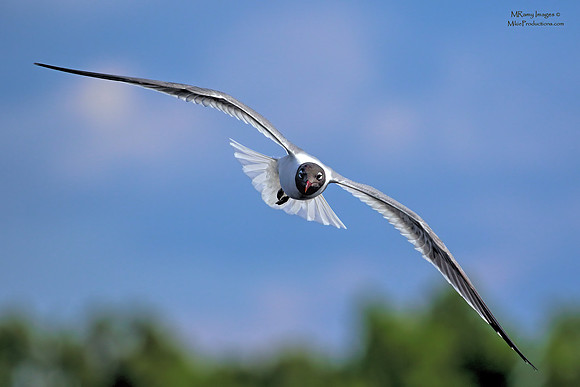 Laughing Gull