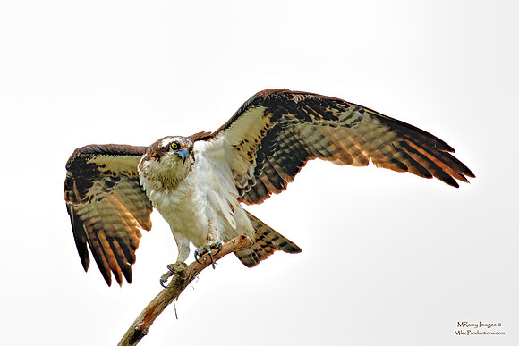 Osprey, St Johns River Florida, Ocala National Forest