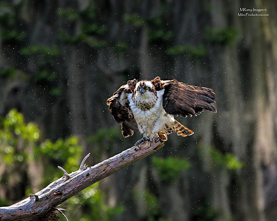 Osprey, St Johns River Florida, Ocala National Forest