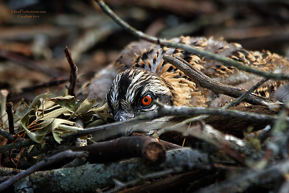 Osprey Chick