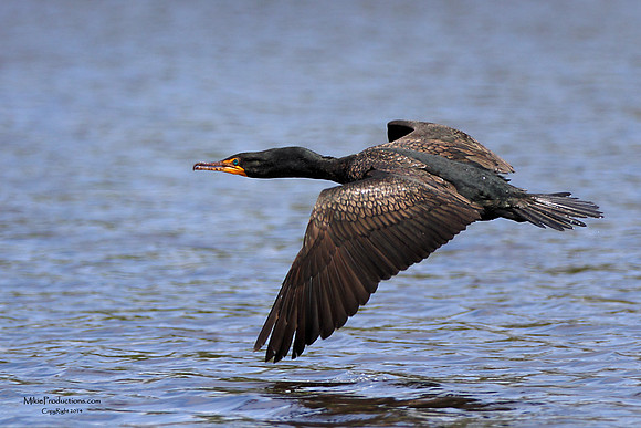 Cormorant