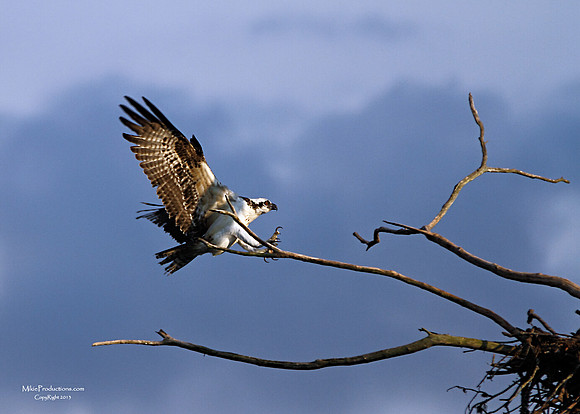 Osprey