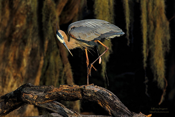 Heron
