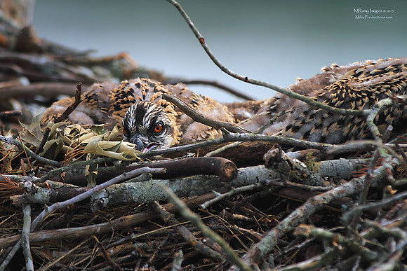 Osprey Chick