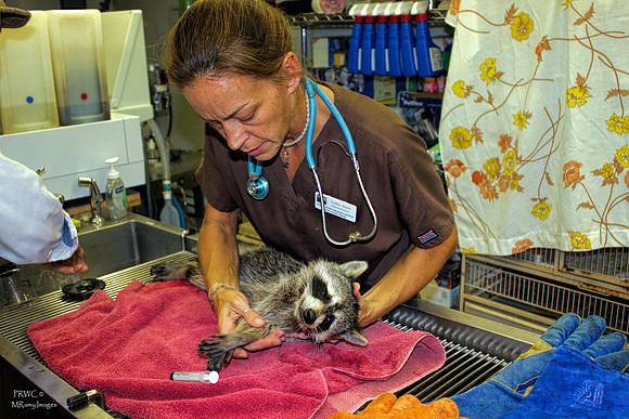 PRWC_Callie with raccoon 3 (2014_02_15)