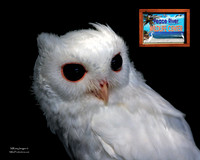 RAMY_5181_SD6-Insert