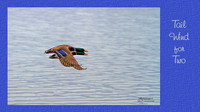 Digital Art, Sweetwater Camera Club, SCC Show & Tell, Douglas County arts Center