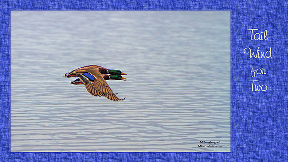 Digital Art, Sweetwater Camera Club, SCC Show & Tell, Douglas County arts Center