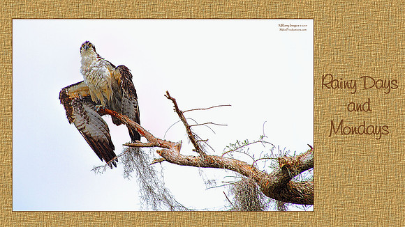 Digital Art, Sweetwater Camera Club, SCC Show & Tell, Douglas County arts Center