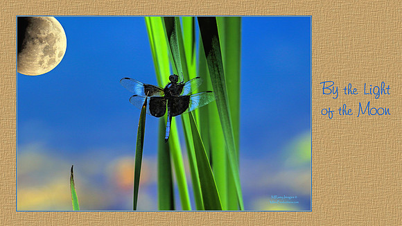 Digital Art, Sweetwater Camera Club, SCC Show & Tell, Douglas County arts Center