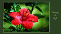 Digital Art, Sweetwater Camera Club, SCC Show & Tell, Douglas County arts Center