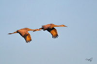 RAMY4676_CFast-1