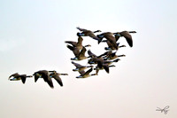 RAMY4875_CFast-1